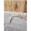 Image 4 : Big Nontypical Whitetail Shed Antlers