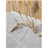 Image 5 : Big Nontypical Whitetail Shed Antlers
