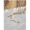 Image 6 : Big Nontypical Whitetail Shed Antlers