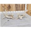Image 7 : Big Nontypical Whitetail Shed Antlers