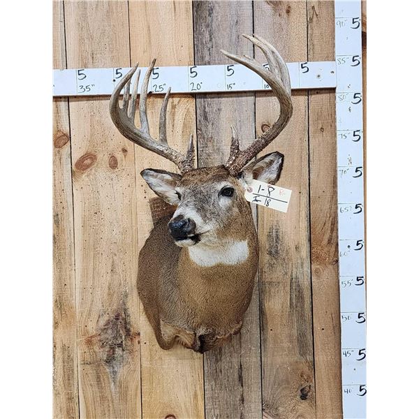 6x7 Whitetail Shoulder Mount Taxidermy