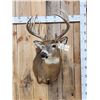 Image 1 : 6x7 Whitetail Shoulder Mount Taxidermy