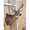Image 2 : 6x7 Whitetail Shoulder Mount Taxidermy