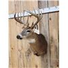 Image 3 : 6x7 Whitetail Shoulder Mount Taxidermy