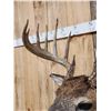 Image 4 : 6x7 Whitetail Shoulder Mount Taxidermy