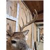Image 5 : 6x7 Whitetail Shoulder Mount Taxidermy