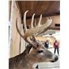 Image 6 : 6x7 Whitetail Shoulder Mount Taxidermy