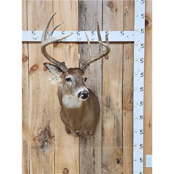5x5 Whitetail Shoulder Mount Taxidermy