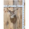 Image 1 : 5x5 Whitetail Shoulder Mount Taxidermy