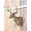 Image 2 : 5x5 Whitetail Shoulder Mount Taxidermy