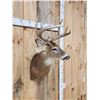 Image 3 : 5x5 Whitetail Shoulder Mount Taxidermy