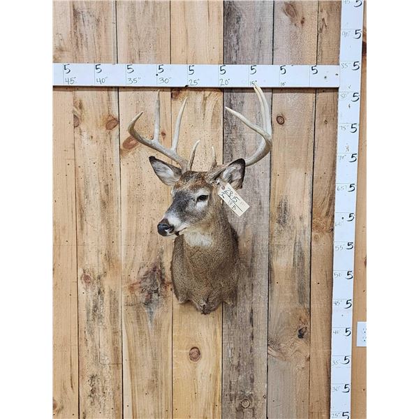 4x4 Whitetail Shoulder Mount Taxidermy