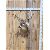Image 1 : 4x4 Whitetail Shoulder Mount Taxidermy