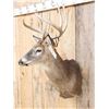 Image 2 : 4x4 Whitetail Shoulder Mount Taxidermy