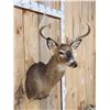Image 3 : 4x4 Whitetail Shoulder Mount Taxidermy