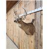 Image 10 : Main Frame 5x5 Whitetail Shoulder Mount Taxidermy