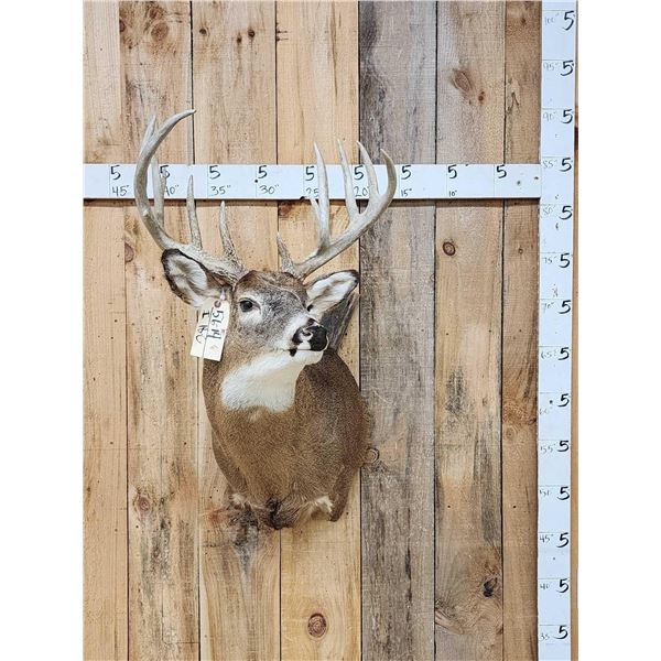 Main Frame 5x5 Whitetail Shoulder Mount Taxidermy
