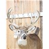 Image 2 : Main Frame 5x5 Whitetail Shoulder Mount Taxidermy