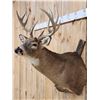 Image 3 : Main Frame 5x5 Whitetail Shoulder Mount Taxidermy