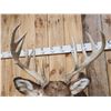 Image 4 : Main Frame 5x5 Whitetail Shoulder Mount Taxidermy