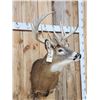 Image 5 : Main Frame 5x5 Whitetail Shoulder Mount Taxidermy