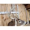 Image 6 : Main Frame 5x5 Whitetail Shoulder Mount Taxidermy