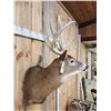 Image 8 : Main Frame 5x5 Whitetail Shoulder Mount Taxidermy