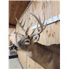 Image 9 : Main Frame 5x5 Whitetail Shoulder Mount Taxidermy