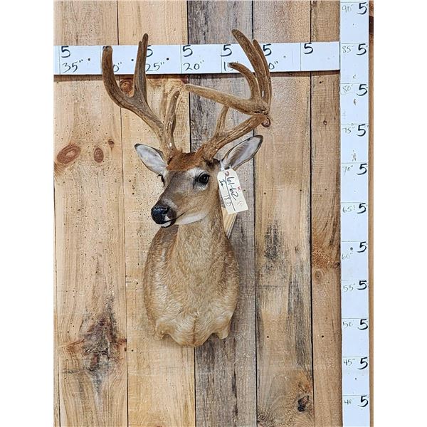 3x5 Whitetail Shoulder Mount Taxidermy