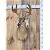Image 1 : 3x5 Whitetail Shoulder Mount Taxidermy