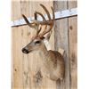 Image 2 : 3x5 Whitetail Shoulder Mount Taxidermy