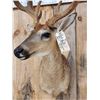 Image 3 : 3x5 Whitetail Shoulder Mount Taxidermy