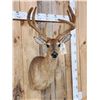 Image 4 : 3x5 Whitetail Shoulder Mount Taxidermy