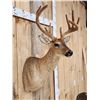 Image 5 : 3x5 Whitetail Shoulder Mount Taxidermy