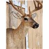 Image 6 : 3x5 Whitetail Shoulder Mount Taxidermy
