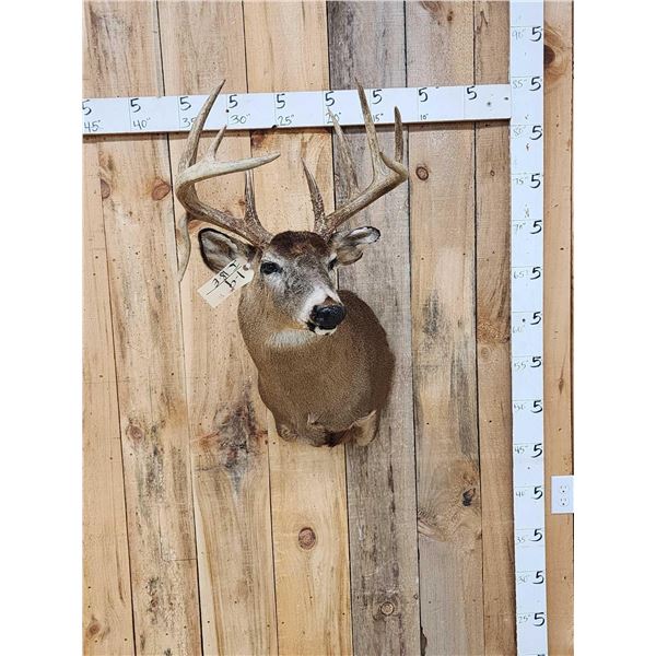 5x5 Whitetail Shoulder Mount Taxidermy