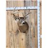 Image 1 : 5x5 Whitetail Shoulder Mount Taxidermy