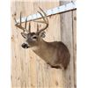 Image 2 : 5x5 Whitetail Shoulder Mount Taxidermy