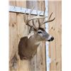 Image 3 : 5x5 Whitetail Shoulder Mount Taxidermy