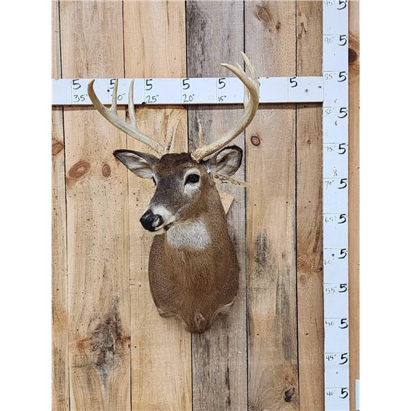4x5 Whitetail Shoulder Mount Taxidermy