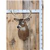 Image 1 : 4x5 Whitetail Shoulder Mount Taxidermy