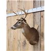 Image 2 : 4x5 Whitetail Shoulder Mount Taxidermy