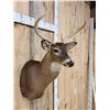 Image 3 : 4x5 Whitetail Shoulder Mount Taxidermy