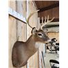 Image 4 : 4x5 Whitetail Shoulder Mount Taxidermy