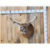 Image 1 : Main Frame 6x5 Whitetail Shoulder Mount Taxidermy