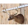 Image 2 : Main Frame 6x5 Whitetail Shoulder Mount Taxidermy