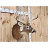 Image 3 : Main Frame 6x5 Whitetail Shoulder Mount Taxidermy