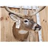 Image 4 : Main Frame 6x5 Whitetail Shoulder Mount Taxidermy
