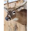 Image 5 : Main Frame 6x5 Whitetail Shoulder Mount Taxidermy