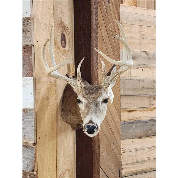 4x4 Whitetail Shoulder Mount Taxidermy